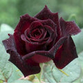 Velvet Red Black Climbing Rose Live Plant, Can Grow As Rose Bushes Shrubs, Fragrant Ready to Plant, Starter Size, 5 to 10 Inc Tall, Dormant in Winter