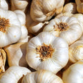 1/2 LB White Garlic Bulbs for Planting in Fall, High Yield Hardneck Garlic Cloves Seeds, Fresh, Cold Hardy and Fast Growing, Various Varieties