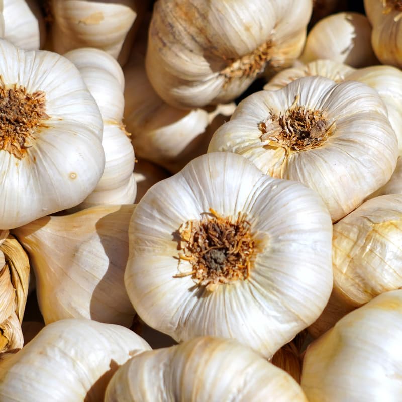 1 Pound Garlic for Planting in Fall Hardneck, 8-10 White Garlic Bulbs for Planting, Fresh and High Yield Bulb Variety Pack, Hardy and Fast Growing
