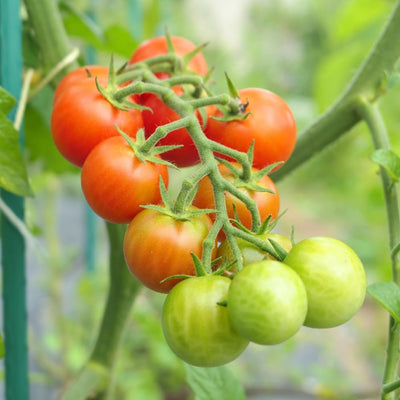 Cherry Tomato Plant, Live Tomato Vegetable Seedling in 4 Inch Pot, 4-6 Inches Tall Vegetable Tomatoes Plants for Outdoor Garden