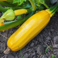 2 Zucchini Plants Seedlings, 4 Inches Pot, Live Squash Plants from 3 to 5 Inches Tall, Live Squash Zucchini Outdoor