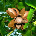 Pecan Tree Live Plant, Outdoor Garden Nut Tree, 1-1.5 Ft Tall