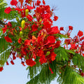 Red Flamboyant Tree Live Plant, 3 Months Old Seedling Royal Poinciana Tree for Planting, Hardy, Dormant in Winter, Jacaranda Like