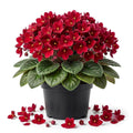 Red African Violet Plant Live, Red Violet Flower, 3-5 Inches Tall