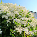 Clematis Live Plant in 2.5" Pot, Flowering Climbing Clematis Vine Starter for Outdoor Garden and Trellis, Well Rooted