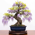 Wisteria Plant Live, Purple Wisteria Hardy Climbing Flowering Vine 4'' Pot, Outdoor Trellis, Arbor or Fence Vine Starter