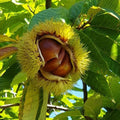 Chestnut Plant Live 6-12 Inches Tall, Chestnut Bareroot Tree