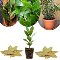 Bay Leaf Plant Live, Bay Laurel Culinary Herb, 5–8 Inches Tall, Well Rooted Starter Plant, No Pot, Ready for Indoor or Outdoor Growing