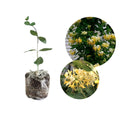 Honeysuckle Live Plant, Fragrant Honeysuckle Vines, Perennial Lonicera Bush for Outdoor Garden 3-6 Inches (Yellow)