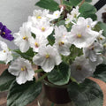 African Violet Live Plant in 4 Inch Pot, Flowering Houseplant, Easy Care Indoor Plant with Vibrant Blooms (White African Violet)