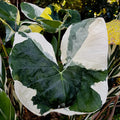 2 White Green Colocasia Live Plants, Alocasia Elephant Ear Live Plant for Growing, 4-6" Tall, Cold Hardy, Indoor Outdoor Planting