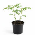 2 Moringa Plants Live for Planting, 6-10 Inch Tall Oleifera Moringa Live Tree Plant in Pot, Well Rooted