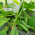Marketmore Cucumber Live Vegetable Plant in Pot for Outdoor Gardens