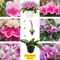 Cherry Ice Streptocarpus Plant Live, Ladyslipper Primrose Flowering Houseplant in 3.25 Inch Pot, Indoor Blooming Plants for Planting, 4-8 Inches
