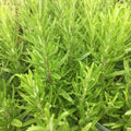 06 Rosemary Plants Live for Indoors, Fragrant Herbs Live Plant Indoor Outdoor Spring Planting, 4-8" in Tall, No Pot, (Fast-Growing Rosemary)