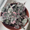 Variegated String of Hearts Plant Live, Pink String of Hearts Plant Live 4 Inches Pot, Live String of Hearts Plant, String of Hearts Succulent Plant, Succulent Live Plant