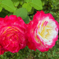 Climbing Roses Live Plant, Climbing Rose Plant Live, 5 to 7'' Tall, Fragrant Flower Bush Plants for Gardening, Double Delight Rose