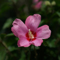 Rose of Sharon Plant, Hardy Althea Hibiscus Flowering Shrub in 4'' Pot, Outdoor Garden Starter Plant for Landscape or Hedge (Pink)