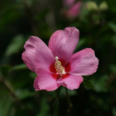 Rose of Sharon Plant, Hardy Althea Hibiscus Flowering Shrub in 4'' Pot, Outdoor Garden Starter Plant for Landscape or Hedge (Pink)