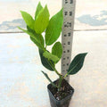 8-12" Bay Leaf Live Plants in 4" Pot, Bay Leaf Tree, 1 Year Old Sweet Bay Laurel Herb Plant, Laurus Nobilis Plant for Growing Indoor Outdoor