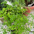 Moringa Seedling Tree Live Plant, High Yielding Moringa Oleifera Plant in 4" Pot, 6-8 Inches in Tall Well Rooted, Malunggay Dormant in Winter