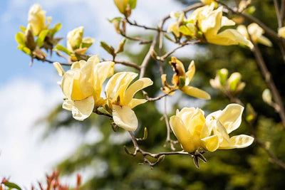 Magnolia Tree Live Plant for Planting, Magnolia Flowers Bush 6 to 12 Inches Height, in Pot, Fragrant Magnolia Shrub (Yellow Bird Magnolia)