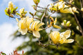 Magnolia Tree Live Plant, Magnolia Flowers Bush, 6-12 Inches Tall, in Pot, Fragrant Magnolia Shrub Ready to Grow (Yellow Bird Magnolia)