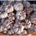 1 Pound Hard Neck Garlic for Planting in Fall, White Garlic Bulb for Planting, Fresh and High Yield, Cold Hardy, Planting Softneck Hardneck