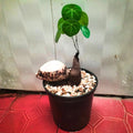 Stephania Cephalantha Bulb, Various Size for Fast Growing Stephania Plant Indoor Outdoor, Erecta Caudex Like, Rare Succulent Houseplant (Large, 3.5-4 Inches Wide)
