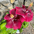 2 Mixed Hibiscus Plants Live 5-9" in Tall, Hardy Hibiscus Tree Live Plant Year-Round Blooming, No Pot, Outdoor Perennial Planting