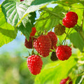 Raspberry Plant Live for Planting 6 to 12 Inch Height, Raspberry Bush Live Plant to Grow, Sweet Raspberries Seedling Outdoor (Red Raspberry)