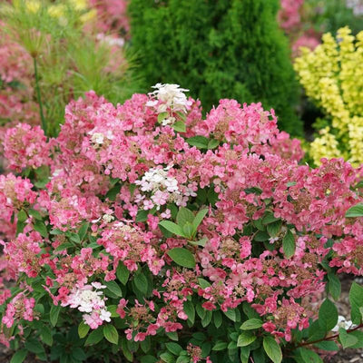 Hydrangea Plant Live for Planting, 7-12" Tall, Hydrangea Tree Live Plant in Pot, Hydrangea Flowers (Pink White Hydrangea)