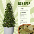 8-12" Bay Leaf Live Plants in 4" Pot, Bay Leaf Tree, 1 Year Old Sweet Bay Laurel Herb Plant, Laurus Nobilis Plant for Growing Indoor Outdoor