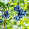 Sharpblue Blueberry Plant Live for Planting, Blueberry Bushes for Planting, 4"-7" Cold Hardy Blueberries Southern Highbush