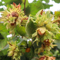 Hardy Hazelnut Tree Plant Live Bare Root 1-2 Feet Tall