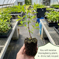 Honeyberry Plant, Honeyberry Plants Live, 4-8 Inc Tall, Haskap Berry Plant, Cold Hardy Berry Bush for Indoor Outdoor Garden