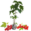 Currant Plant Live for Planting, Red Curant Bush Live Plant 5-9 Inch Height, Curant Berry Fruit Tree