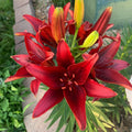 2 Red Lily Bulbs, Giant Lily Flower Bulbs for Planting, Lily Flowering Bulbs, Lily Spring Bulbs, Outdoor Indoor Flower Bulbs to Plant