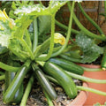 Set 2 Squash Plants Live for Planting, Green Zucchini Plants Live for Planting, Vegetable Plant 4 Inches Pot