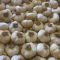Garlic Bulbs for Planting, 1/2 Lbs, 4 to 5 Garlic Bulbs for Growing
