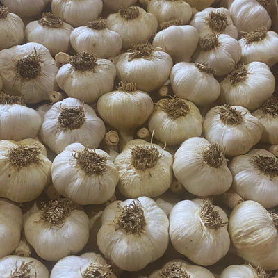 Garlic Bulbs for Planting, 1/2 Lbs, 4 to 5 Garlic Bulbs for Growing