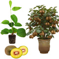 Kiwi Plant Live Male, Hardy Kiwi Berries Well Rooted Starter Plant, 5-9" Height, Kiwi Vine