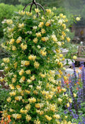 Scentsation Honeysuckle Vine Live Plant 2.5 Inc Pot, Fragrant, Starter Size 5-7 Inc Tall, Dormant in Winter