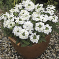Pack 3 White Verbena Plants Live Perennial Ground Cover, No Pot, 5-9" in Tall, Can Grow As Trailing Bushes, Spring Flowers
