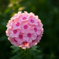 Soft Pink Phlox Plant Live 3-5" Tall, Phlox Live Plant, Flowering Perennial for Garden and Borders, No Pot
