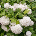 Fragrant Viburnum Tree Live Plant Shrub in Pot, 8 Months Old Bush Ready to Grow Ready to Grow Outdoor Fragrant, 6-12"