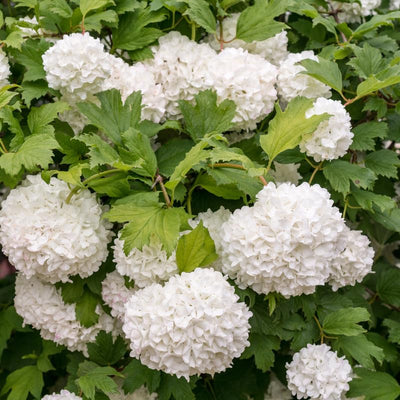 Fragrant Viburnum Tree Live Plant Shrub in Pot, 8 Months Old Bush Ready to Grow Ready to Grow Outdoor Fragrant, 6-12"
