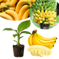 Dwarf Cavendish Banana Tree Live Plant, Outdoor Garden Tree, 6-10 Inch Tall
