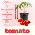 Tomato Plants Live, Red Tomato Plant, Long Red Fruit, Vegetable Plant from 6–8 Inches Tall in 4 Inch Pot for Outdoor Growing