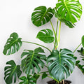 Monstera Deliciosa Live Plant, Monstera Deliciosa House Indoor Plant Live in a 4 Inches Pot